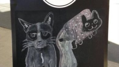 Grumpy Cat o Nyan Cat